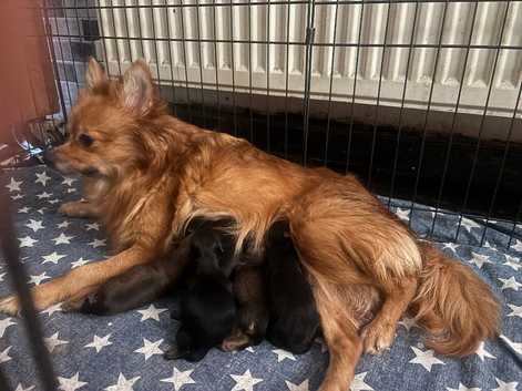 Mum is a Pomeranian and dad is a Yorkie