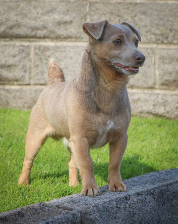 One of the best lilac stud dogs in the Uk