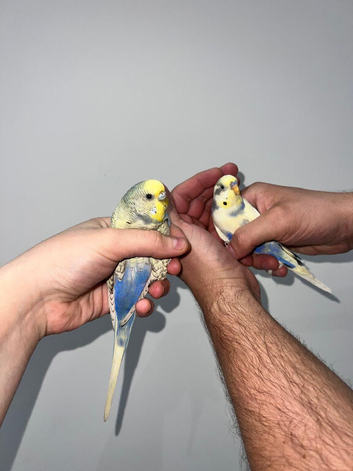 Male & Female Budgie