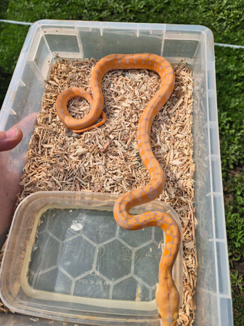 Dwarf reticulated pythons