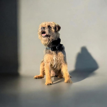 Stud male border terrier