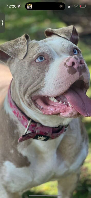 Staff Cross American bulldog cross corso
