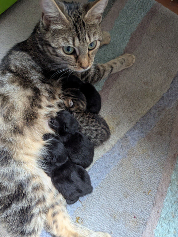 Female kittens