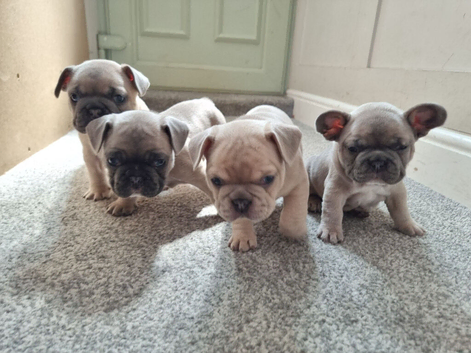 3 french bulldog puppies (1 boy reserved)