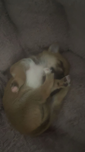 Chihuahua cross jack russle/ chihuahua
