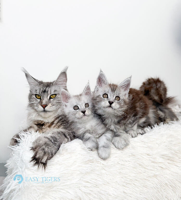 Stunning Maine Coons ( poly) Tica registered