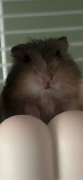 5 Grey Baby hamsters  Ready NOW