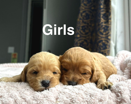 Adorable cockapoo ready from 10th July