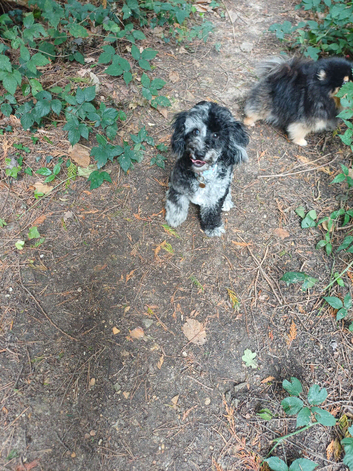 Merle toy poodle