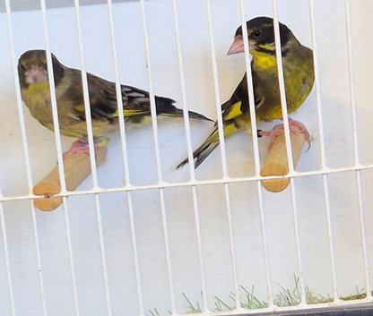 F1 Hybrid Himalayan greenfinch X Black headed greenfinch