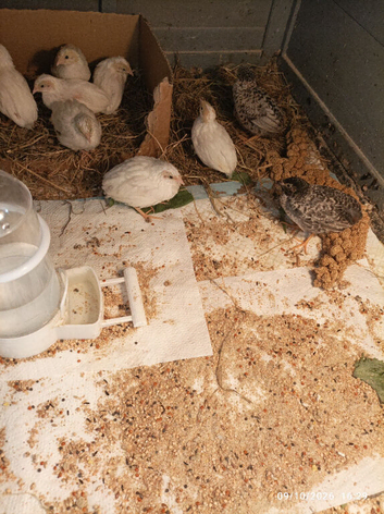 TINY BUTTON QUAILS Young Adults now 7 weeks old 1 x Male &pound;5 and 1 x Female &pound;12 each