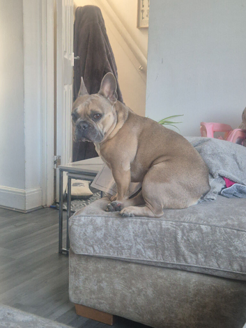 French bulldog pedigree