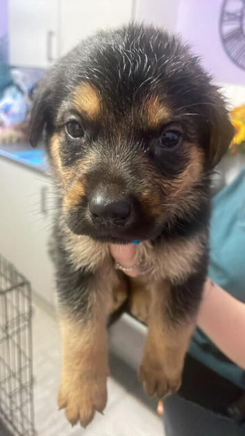 caucasian shepherd cross rottweiler