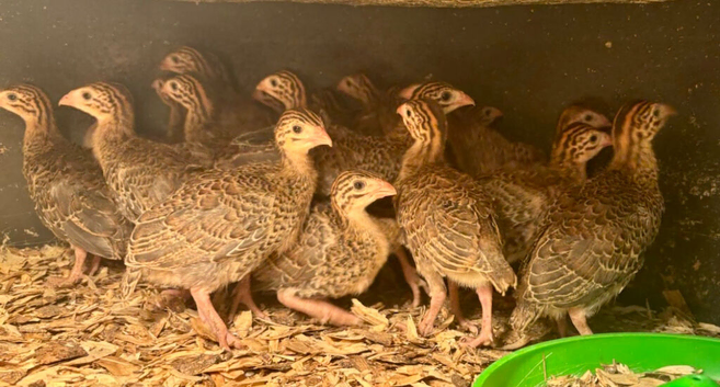 GUINEA FOWL KEETS / READY NOW TO COLLECT