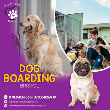 Safe & Comfortable Dog Boarding at Highfield Kennels