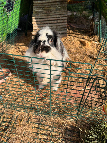 Female Lop