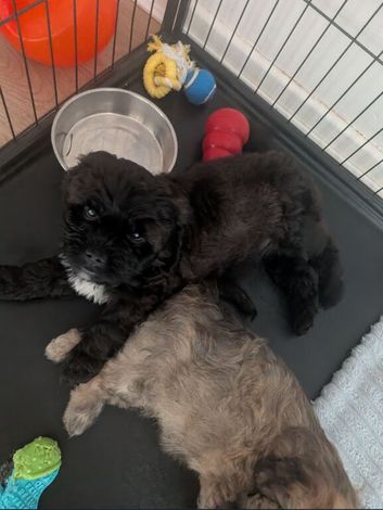 Male pup black with white chest mixed with shitzu and cavapoo