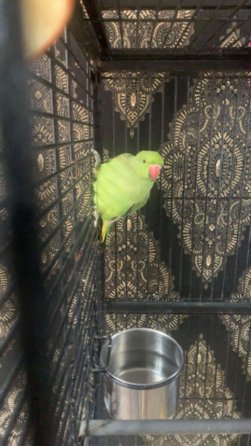 Indian ringneck male