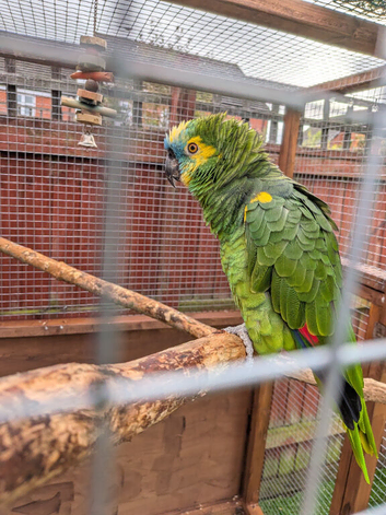 2 Blue fronted Amazons.