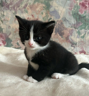 4 KITTENS LOOKING FOR A NEW HOMES