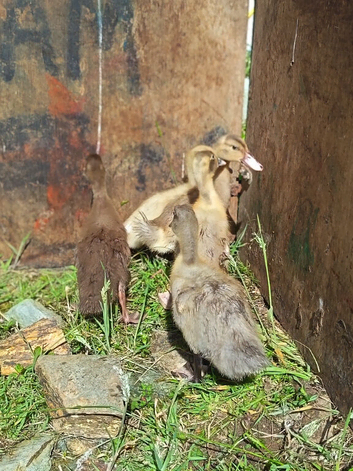5 week old ducks.