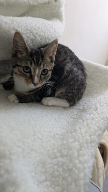 female tabby kitten needs rehoming