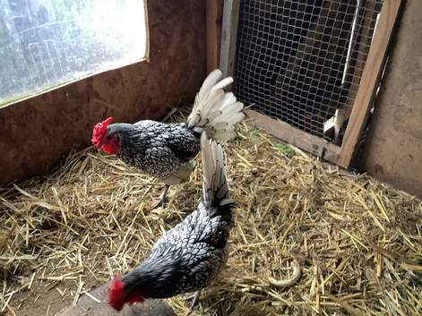 SILVER SEBRIGHT COCKERELS.