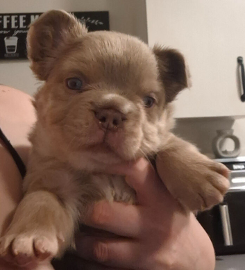 Fluffy newshade isabella merle