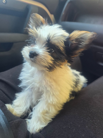 Biewer terrier puppy 10 weeks miniature