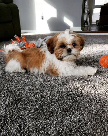 Stunning Kc registered Shih tzu puppies