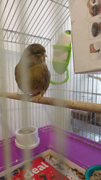 Lovely female canary