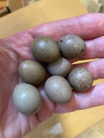 Chinese Painted Button Quail Hatching eggs x 6