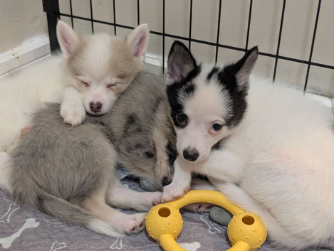 Ready to go now Stunning F3 Pomsky Puppies &ndash; Rare Colors