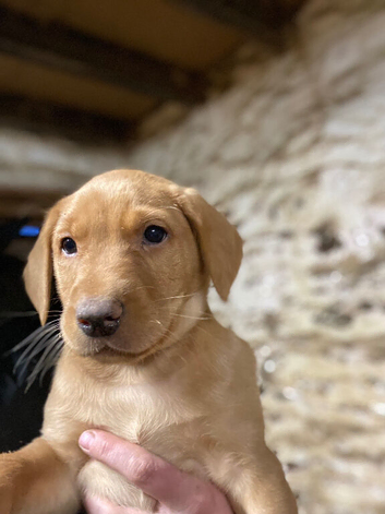 Lab puppies ready next week