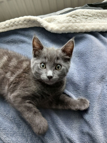 British shorthair boy