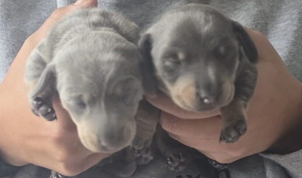 2 female dachshund puppies