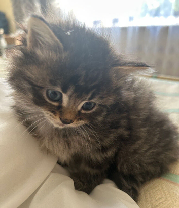 4 beautiful kittens