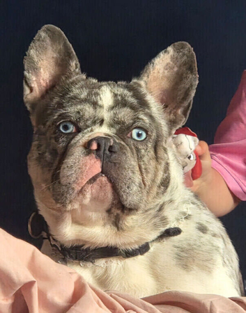 1 year old blue eyed frenchie