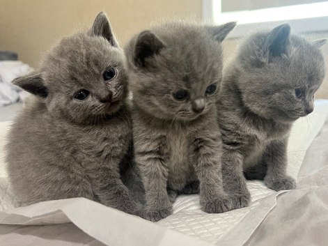 BSH kittens