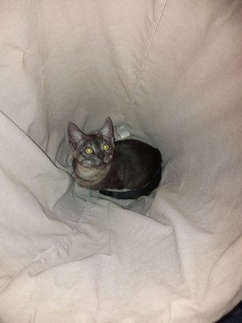 Last Bengal Kitten &ndash; Ready Now