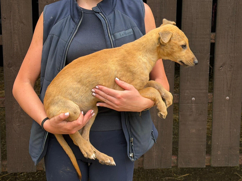 10 week old microchipped quality lurcher pups