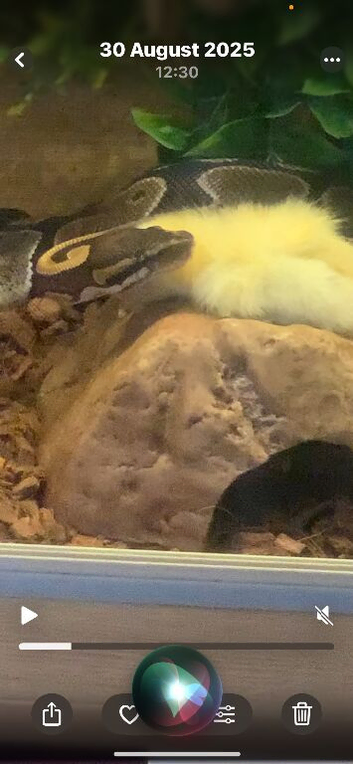 4 year old female ball python+viv