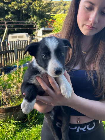 6 gorgeous collie puppies