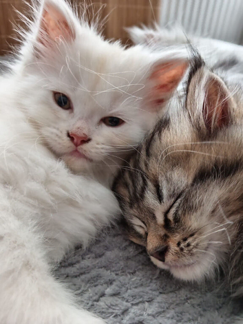 Gorgeous Maine Coon x Persian Kittens - &pound;450 Each!