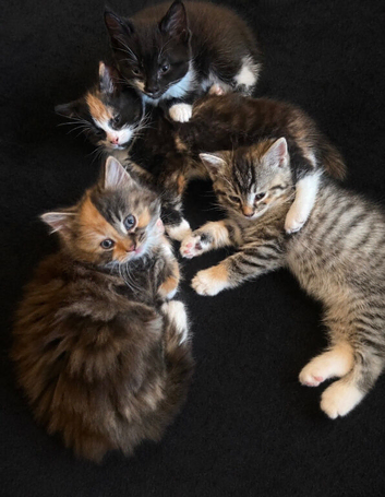 Kittens