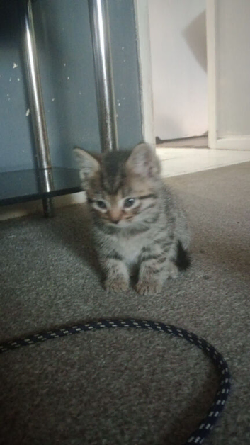 Tabby kitten 8 weeks old