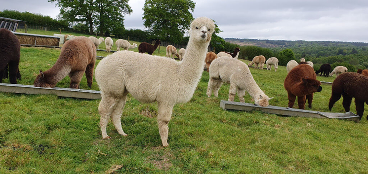 A trio of pretty, easy to handle, female alpacas