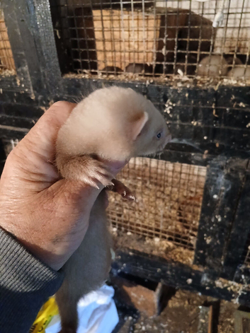 Ferrets for sale