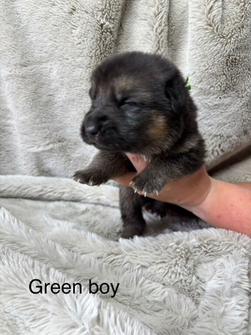 German Shepherd X Puppies For Sale