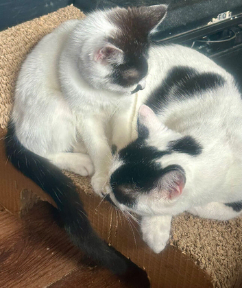 13 wk old brother and sister are looking for their forever home